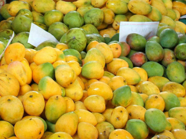 Mango picking tourism on April 23rd