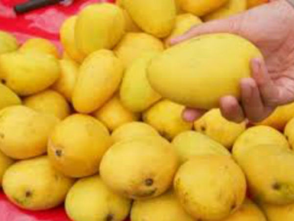 Mango picking tourism on April 23rd