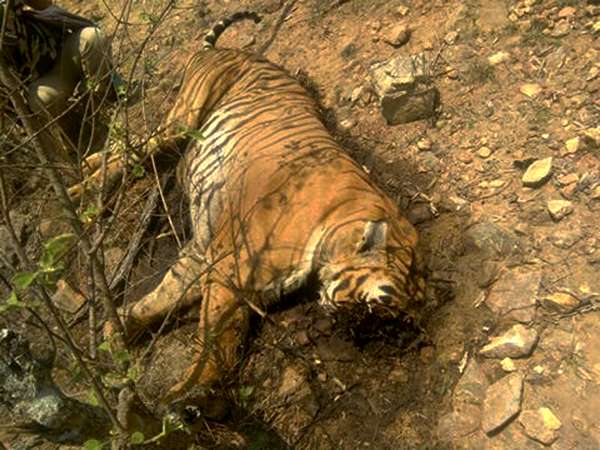 Prince face found, Bandipur Tiger’s death controversy triggers again 