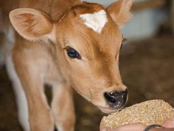 Aadhaar-like card for cows: Centre submits report to SC Aadhaar-like card for cows: Centre submits report to SC