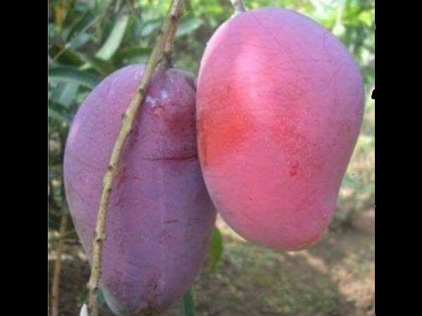 ತರಹೇವಾರಿ ಮಾವಿನ ಜಾತ್ರೆ!