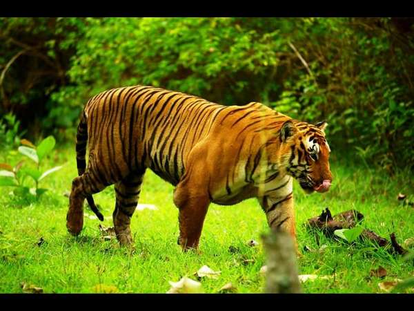  ನಾಲ್ಕು ಹುಲಿಗಳನ್ನು ಕೊಂದಿದ್ದ ಪ್ರಿನ್ಸ್