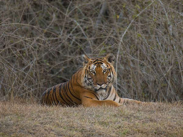  ಪ್ರಿನ್ಸ್ ಮಗನೇ ಮಾದೇಶ