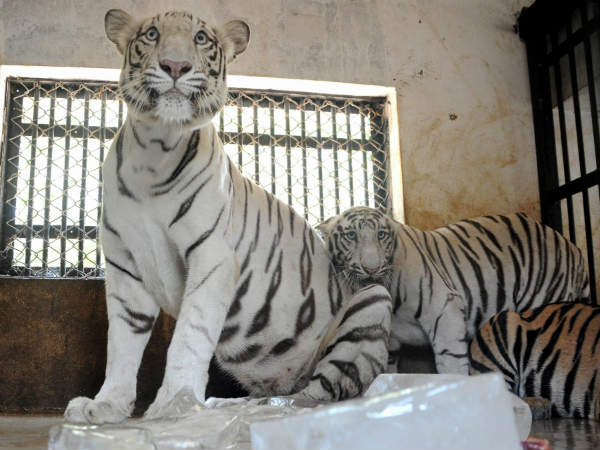 ಬಿಳಿ ಹುಲಿಗೂ ಬಿಸಿಲ ಬೇಗೆ