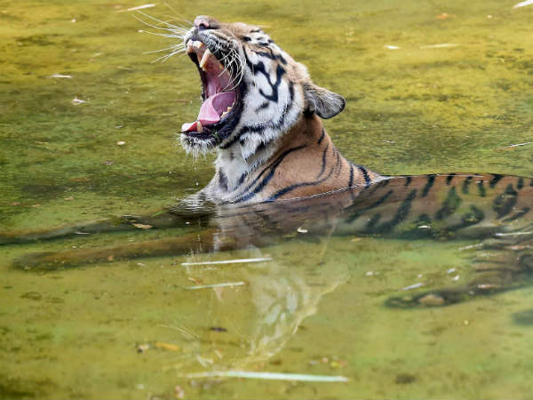 ಸೆಕೆ ಸೆಕೆ ತಾಳೆನು ಈ ಸೆಕೆಯಾ..! ಸೆಕೆ ಸೆಕೆ ತಾಳೆನು ಈ ಸೆಕೆಯಾ..!