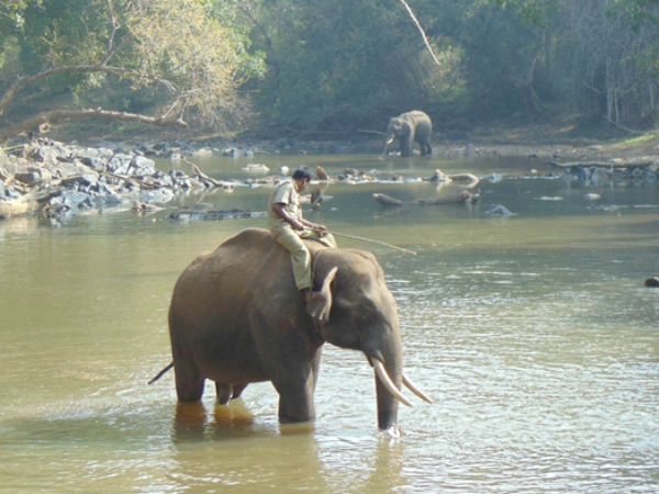 ಆನೆಗಳಿಗೆ ರಕ್ಷಣೆಯಿಲ್ಲ ಆನೆಗಳಿಗೆ ರಕ್ಷಣೆಯಿಲ್ಲ