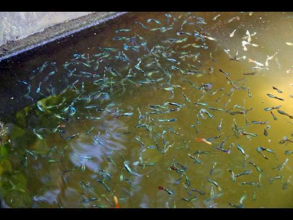 ಗ್ರಾಮೀಣ ಪ್ರದೇಶಗಳಿಗೆ ಕಾಯಿಲೆ ಹಬ್ಬುವ ಸಾಧ್ಯತೆ 