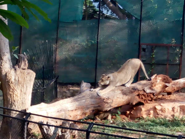 ದಿನಕ್ಕೆ 310 ಕಿಲೋ ದನದ ಮಾಂಸ