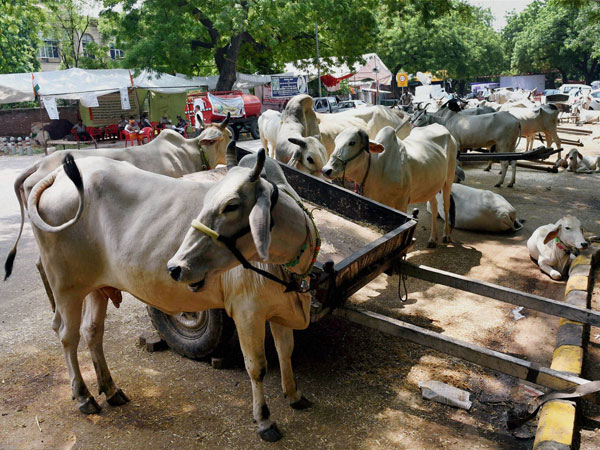 Beef festival in Kerala against ban on the sale of cattle Beef festival in Kerala against ban on the sale of cattle