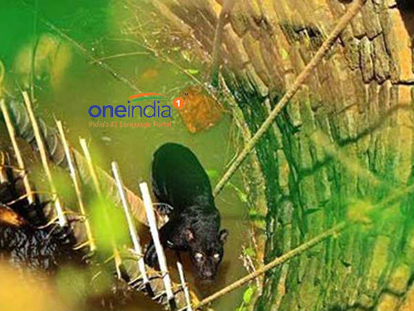 The Black leopard rescued after falling into well at Hirgana