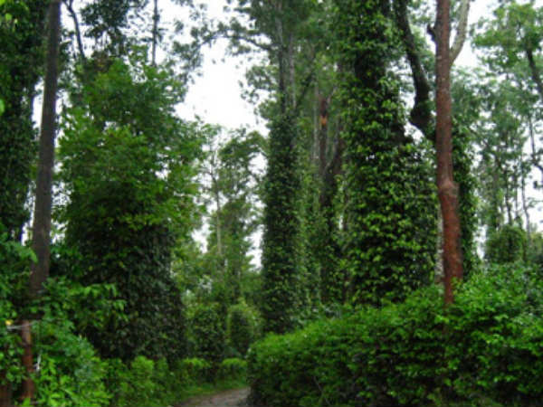 Ready for buy coffee estate in western ghats sakaleshpur Ready for buy coffee estate in western ghats sakaleshpur