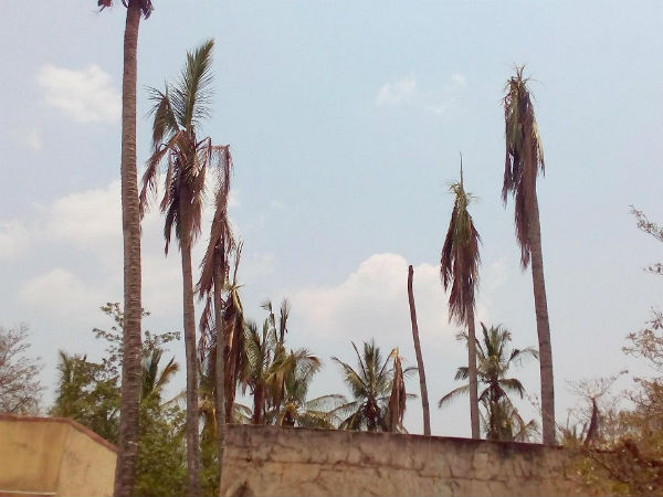 Why Baichanahalli farm of Hassan is declining?