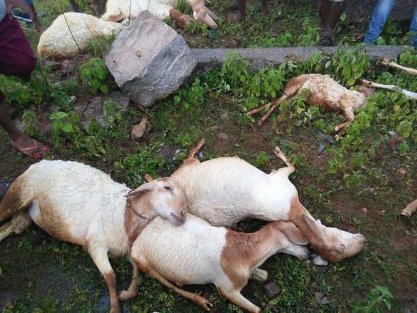 Two farmers injured and 25 sheeps killed by lightning strike in Mandya