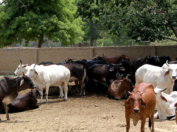 Goshala in Dakshina Kannada are not getting any government aids 