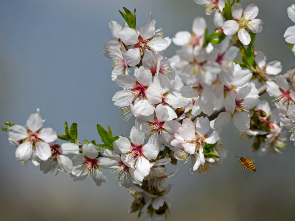/news/bangalore/pre-monsoon-rain-continue-till-may-end-ksndmc-118250.html /news/bangalore/pre-monsoon-rain-continue-till-may-end-ksndmc-118250.html