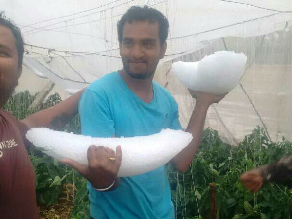 Due to heavy rain crop loss in Chikkaballapur