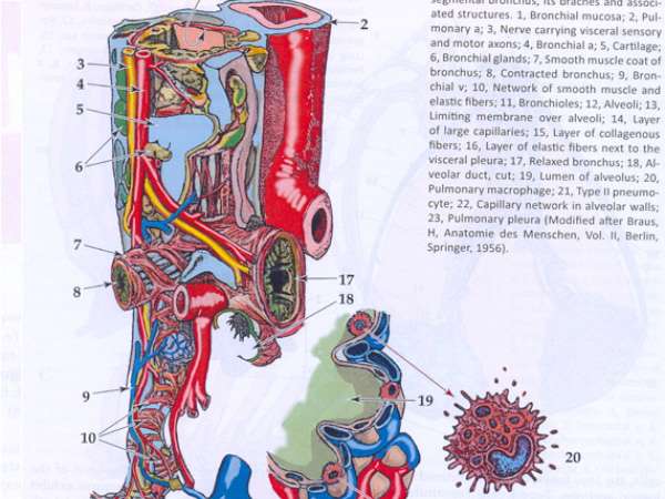 Udupi artist Acharya gets great opportunity to work with Boston University of America 