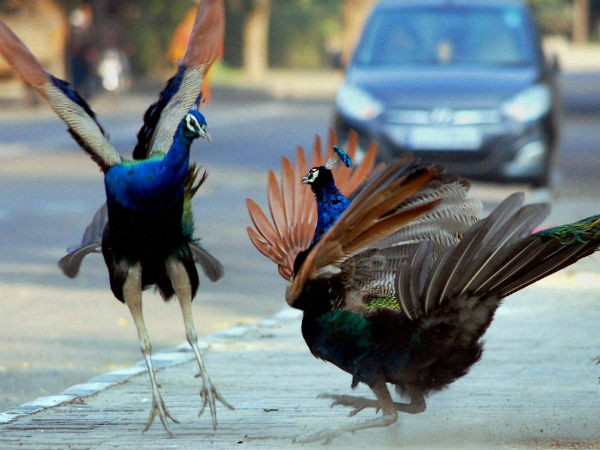 ಗಂಡು ಹೆಣ್ಣು ನವಿಲುಗಳ ರತಿಕ್ರೀಡೆ
