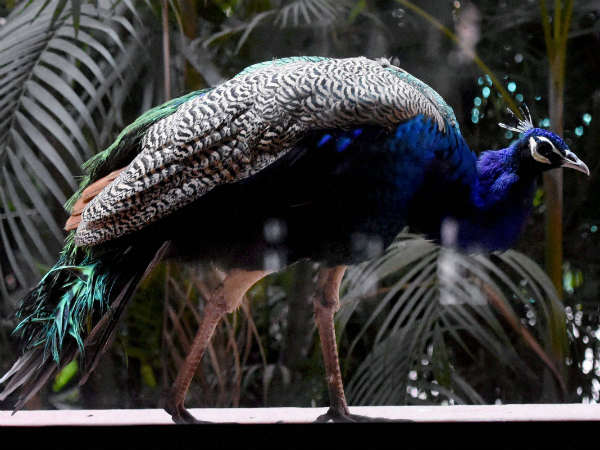 ನಾನು ಮಳೆಯಲ್ಲಿ ಏಕೆ ಅಡ್ಡಾಡುತ್ತೇನೆಂದರೆ!