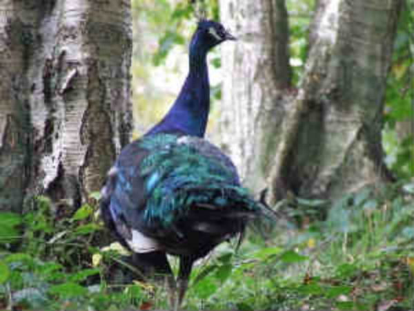 ಸಾಮಾನ್ಯವಾಗಿ ಸಂತಾನೋತ್ಪತ್ತಿಗೆ ಮಿಲನವೇ ಕಾರಣ 