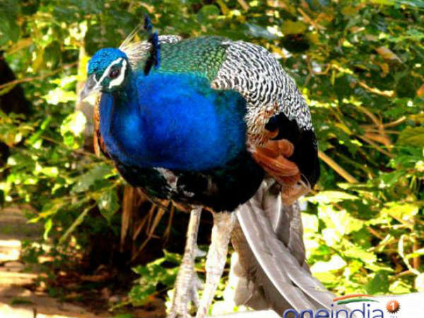 ಮರ, ಬಳ್ಳಿಗಳಲ್ಲಿ ಬೇರೆ ರೀತಿಯದ್ದೇ ಸಂಪರ್ಕ 