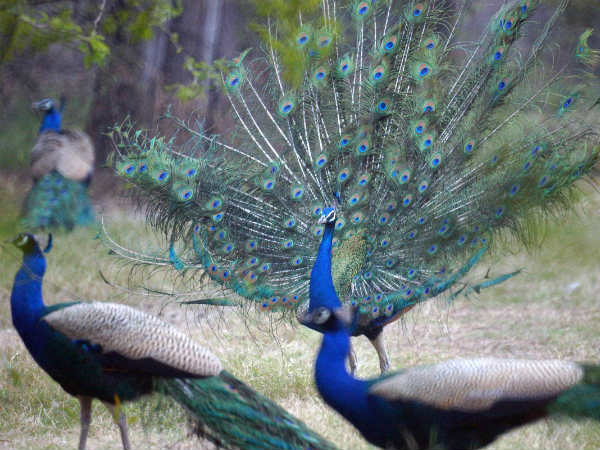 ದೈವೀಕವಾಗಿ ನವಿಲನ್ನು ನೋಡುವ ಪ್ರಯತ್ನ 