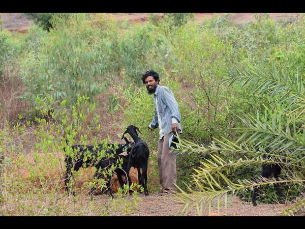 ಒಂದು ಮೇಕೆ ಮಾರಿದರೆ ಎರಡು ತಿಂಗಳು ಚಿಂತೆಯಿಲ್ಲ