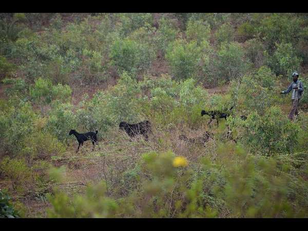 ಭೂಮಿಗೆ ತಂದವನು ಅಲ್ಲಾ, ಸಾಕುತ್ತಿರುವವನು ಹನುಮಪ್ಪ