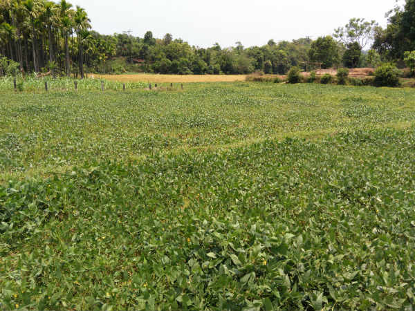 ಪರಿಸರ ಮಾಲಿನ್ಯವಾಗುವುದು ಯಾವಾಗ?