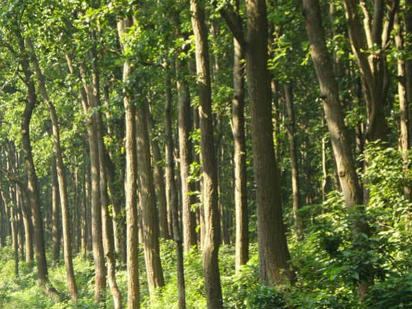 ಮಾನವ ಚೇತನ ಲೋಭದಿಂದ ಮೇಲೇಳಲಿ