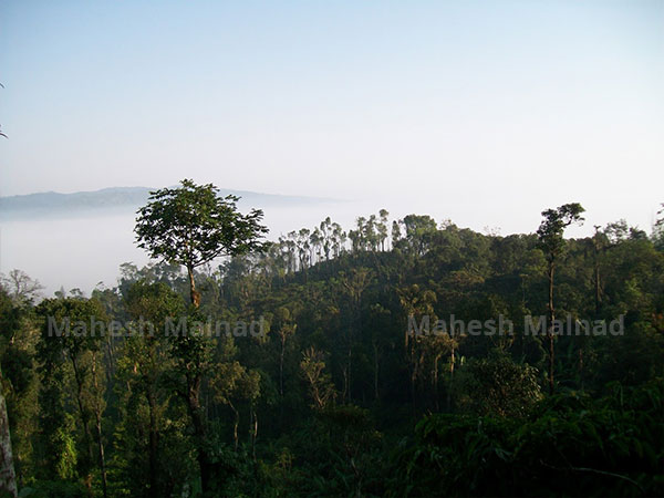 ದಿನ ನಿತ್ಯದ ಸಂಜೆ ಮಳೆ
