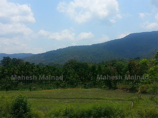 ಮರಗಳನ್ನು ಬೆಳೆಸುವ ಬಗ್ಗೆ 