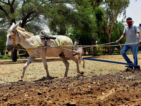 ಕತ್ತೆ ಕಟ್ಟಿ ಉಳುಮೆ