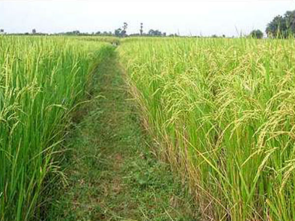 ಹೆಚ್ಚು ಮಾವಿನ ಹಣ್ಣು ತಿನ್ನಿ, ಬಹುಮಾನ ಗೆಲ್ಲಿ