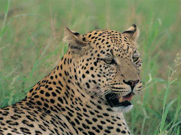 Leopard attacked on bike rider in Tirthahalli taluk Leopard attacked on bike rider in Tirthahalli taluk