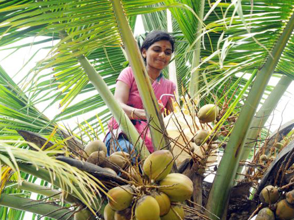 ತೆಂಗಿನ ಕೃಷಿ ತ್ರಾಸದಾಯಕ ತೆಂಗಿನ ಕೃಷಿ ತ್ರಾಸದಾಯಕ