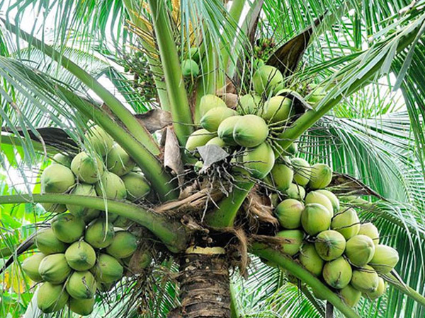 ಅಚ್ಚರಿಯ ಕಾಯಕ ಅಚ್ಚರಿಯ ಕಾಯಕ