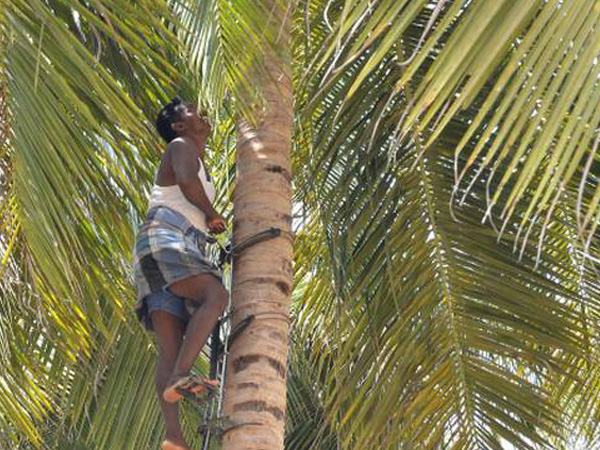 ಕಾಯಿ ಕೀಳುವುದಕ್ಕೆ ಮಾತ್ರ ಸೀಮಿತ ಕಾಯಿ ಕೀಳುವುದಕ್ಕೆ ಮಾತ್ರ ಸೀಮಿತ