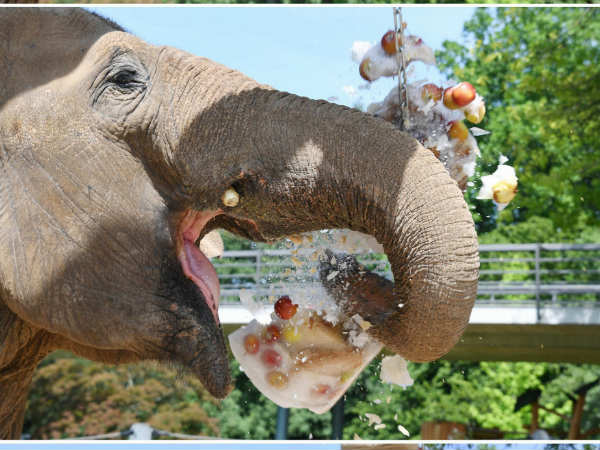 ಹೆಣ್ಣಾನೆಗೆ ಐಸ್ ಬಾಂಬ್ ಹೆಣ್ಣಾನೆಗೆ ಐಸ್ ಬಾಂಬ್