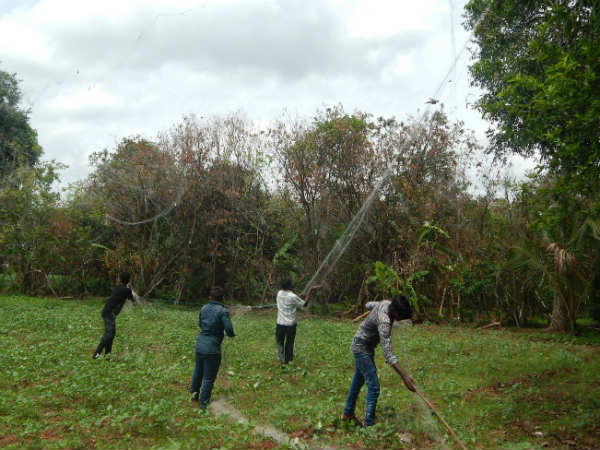 Birds dies by struck in nylon net in Srirangapatna