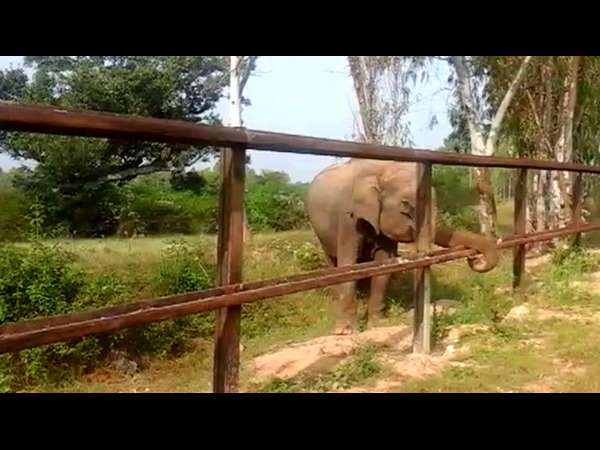 Barricades aroung elephant reserve forest near Gundlupete Barricades aroung elephant reserve forest near Gundlupete