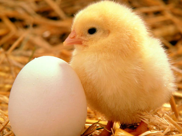 Which Came First -- The Chicken or the Egg? Which Came First -- The Chicken or the Egg?