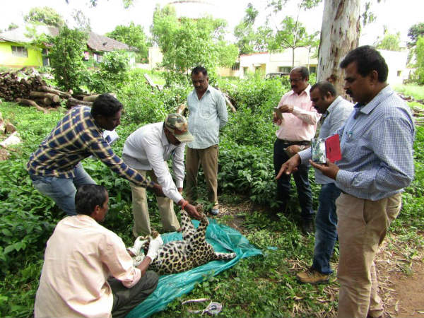 A male leopard dies in a snare trap at Mysuru