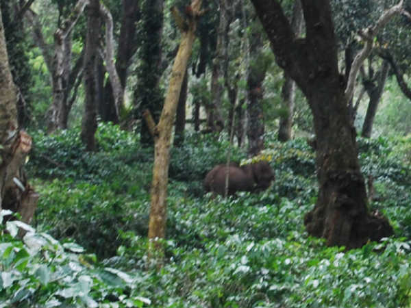 Elephant number rises in Kodagu, endanger to coffee plantation and people 