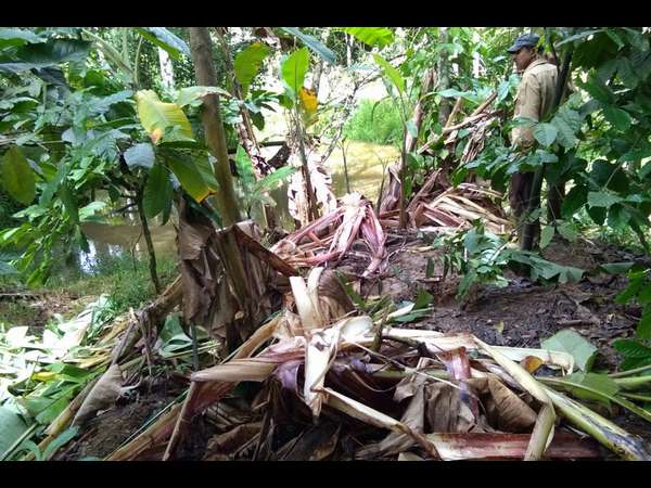 ಒಂದು ವಾರದಿಂದ ಅಡ್ಡಾಡುತ್ತಿರುವ ಹುಲಿ
