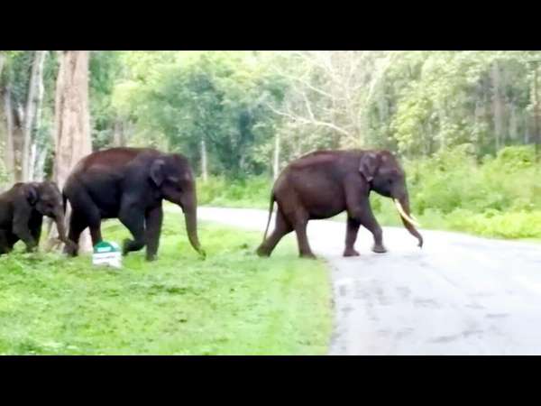 ಕಾಫಿತೋಟದಲ್ಲಿ ಕಾಡಾನೆಗಳ ವಾಸ್ತವ್ಯ