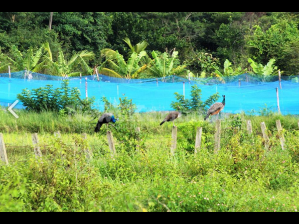 ಗದ್ದೆಗೆ ಲಗ್ಗೆಯಿಡುವ ನವಿಲುಗಳು