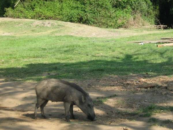 ಕಾಡುಹಂದಿ ಹಾವಳಿ