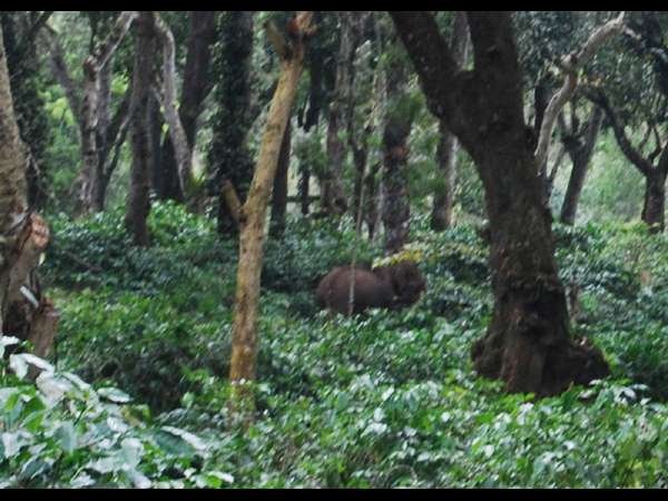 ಪ್ರಾಣಿ ಭಯಕ್ಕೆ ತತ್ತರಿಸಿದ ಕೃಷಿಕರು