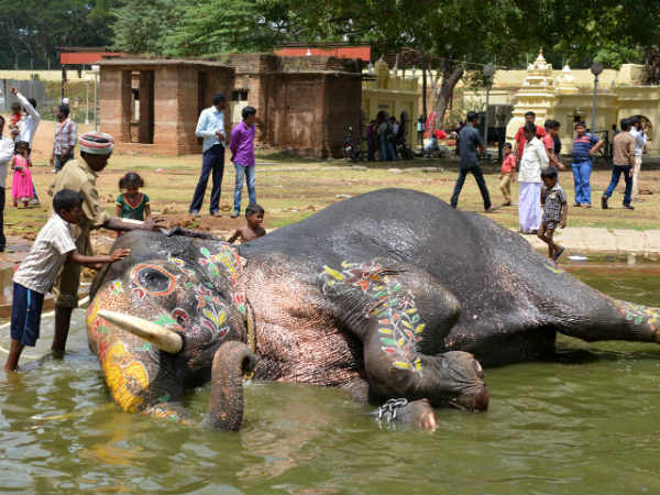 ತಾಲೀಮಿಗೆ ಸಜ್ಜಾಗುತ್ತಿರುವ ಮಾವುತರು 